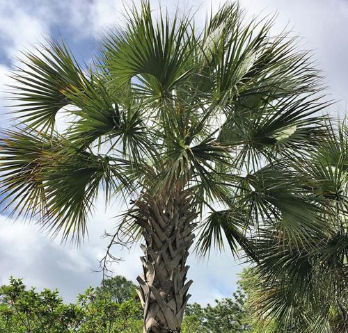 sabal palm tree